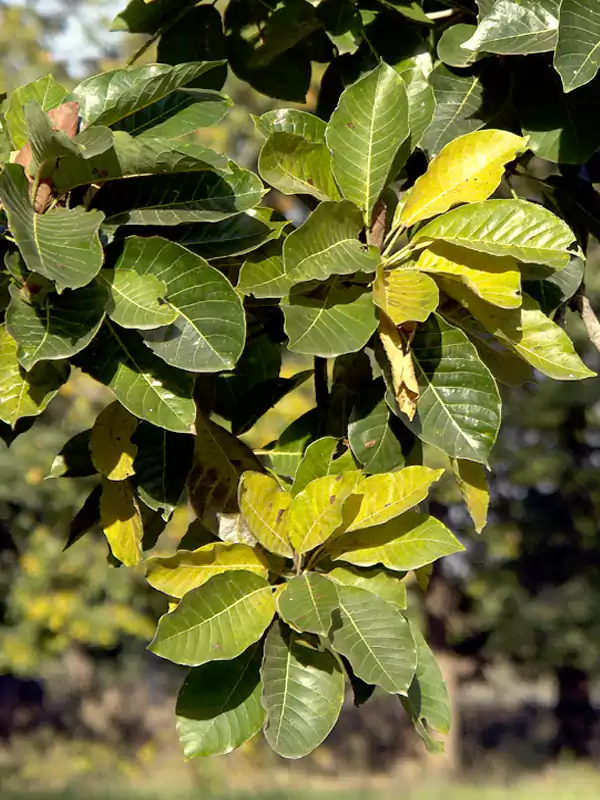 Madhuca longifolia