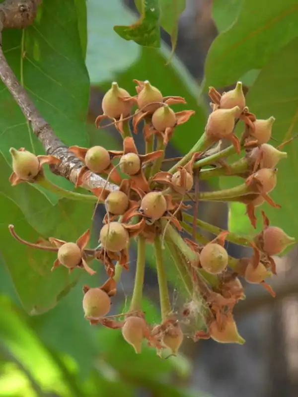 Madhuca longifolia