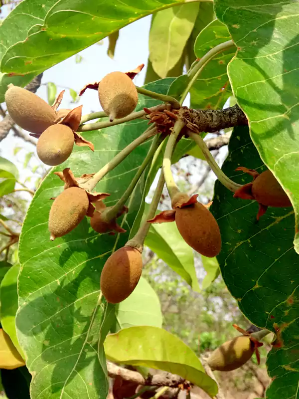 Madhuca longifolia