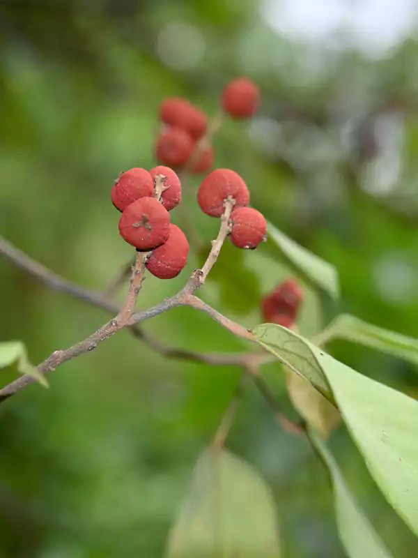 Mallotus philippensis