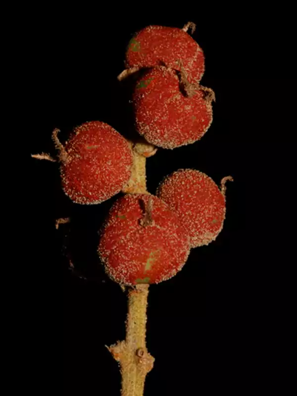 Mallotus philippensis