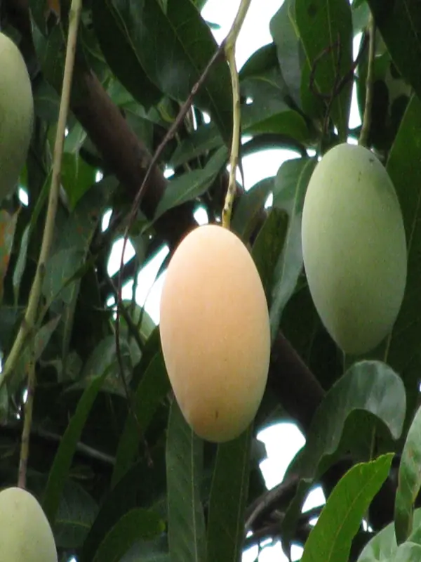 Mangifera indica