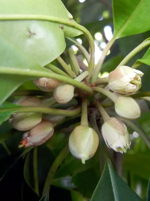 Manilkara zapota