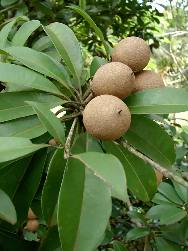 Manilkara zapota