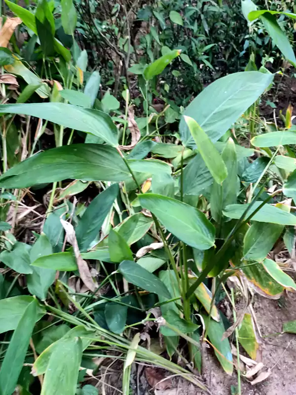 Maranta arundinacea