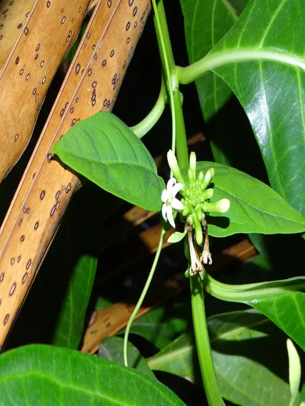 Morinda citrifolia