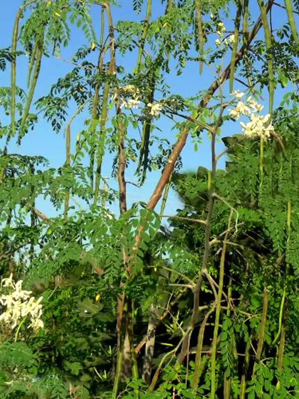 Moringa pterygosperma