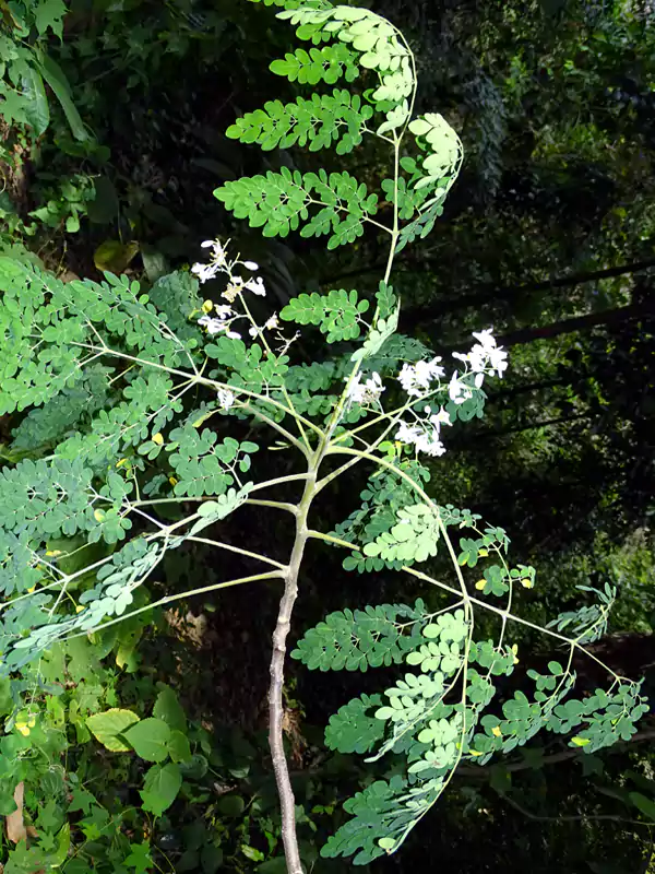 Moringa pterygosperma