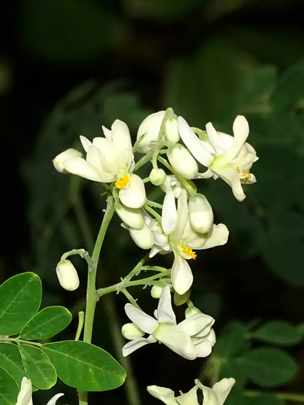 Moringa pterygosperma