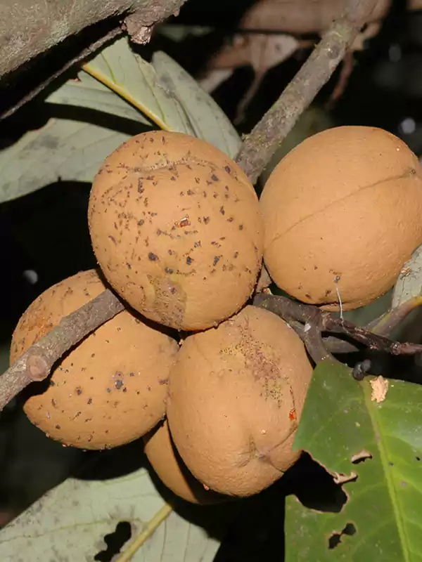 Myristica beddomei