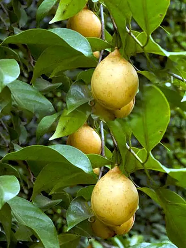 Myristica fragrans