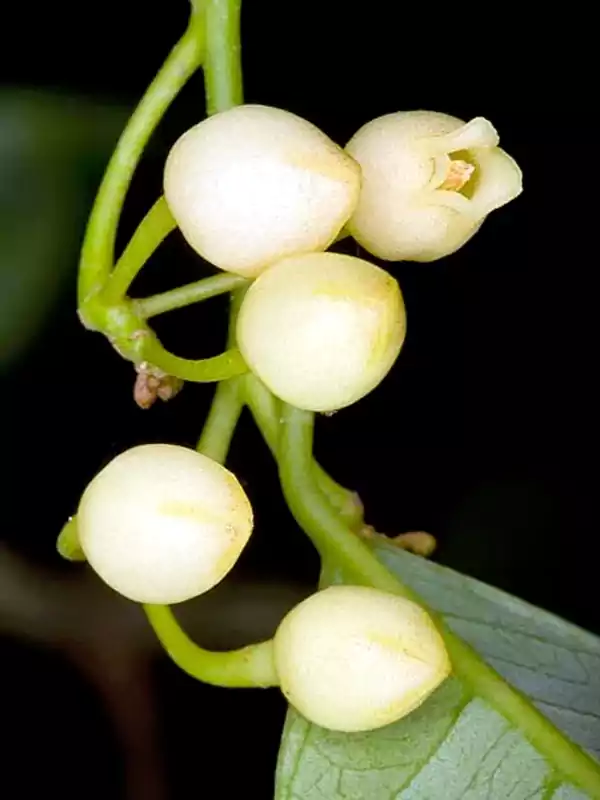 Myristica fragrans