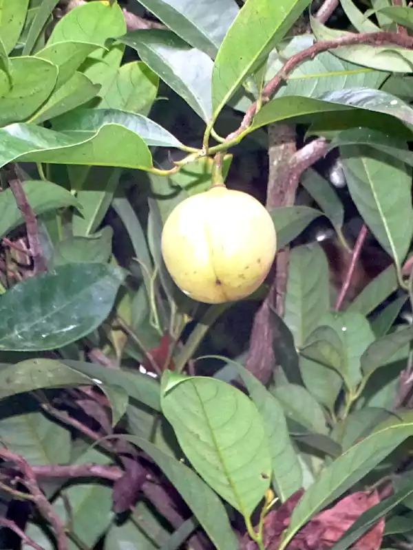 Myristica fragrans