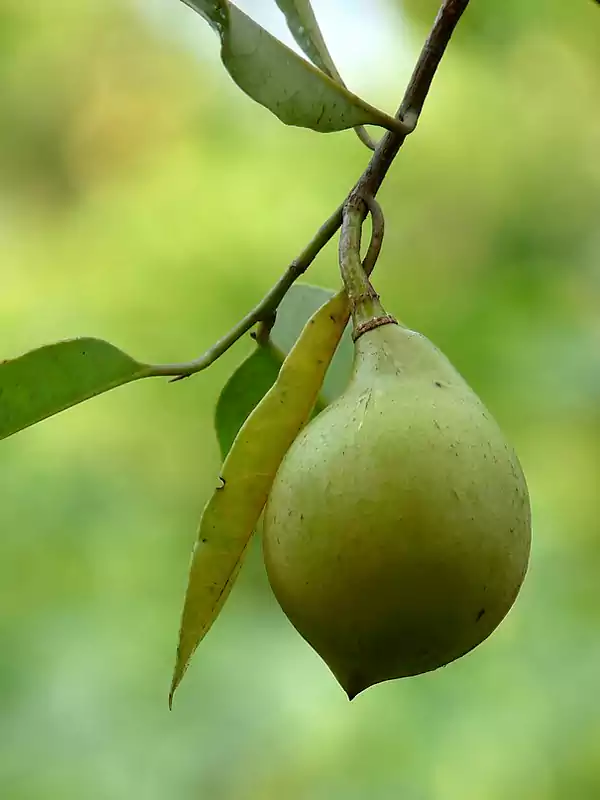 Myristica malabarica