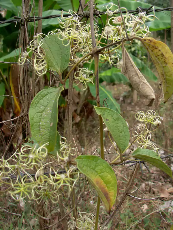 Naravelia zeylanica