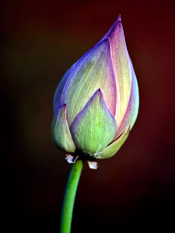 Nelumbo nucifera
