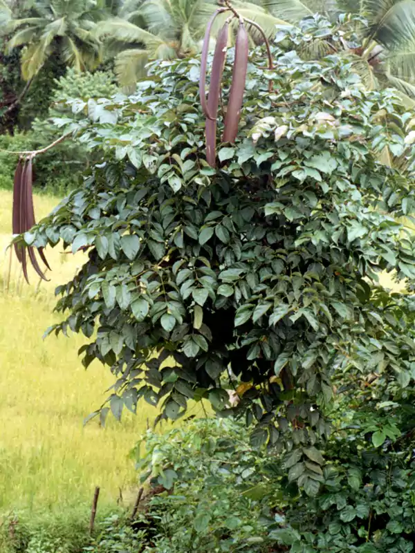 Oroxylum indicum