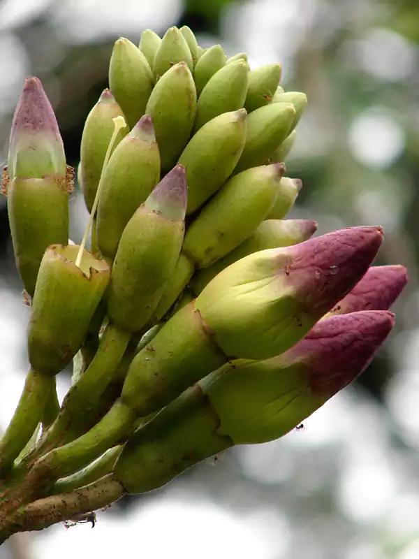 Oroxylum indicum