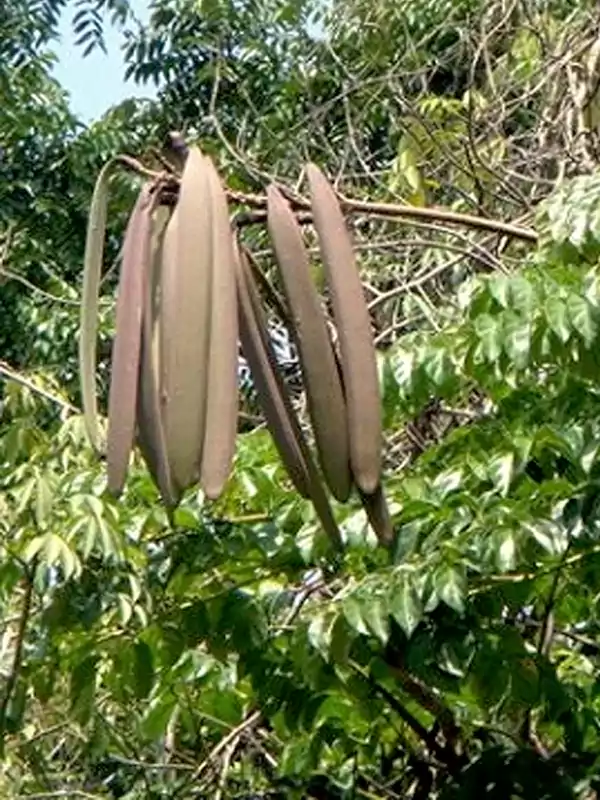 Oroxylum indicum