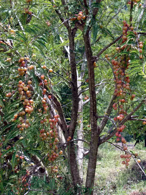 Phyllanthus emblica