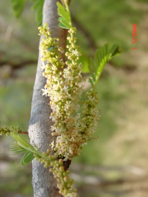 Phyllanthus emblica