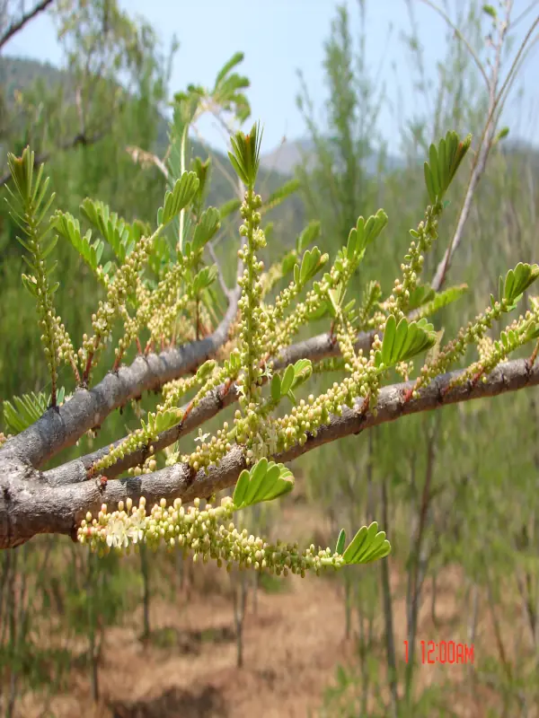 Phyllanthus emblica