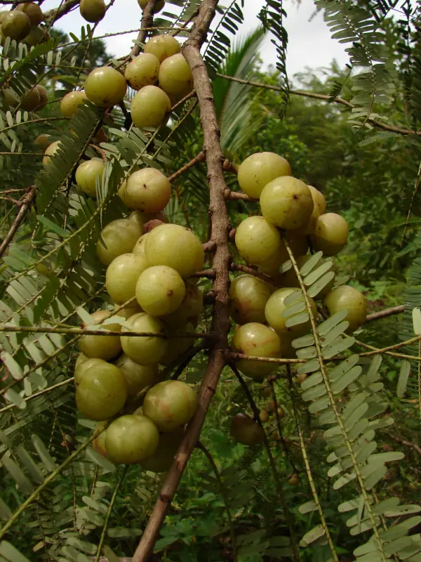 Phyllanthus emblica