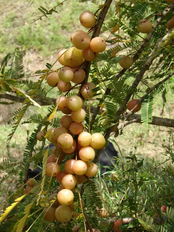 Phyllanthus emblica