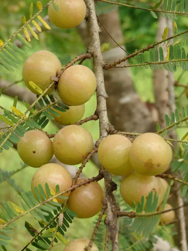 Phyllanthus emblica