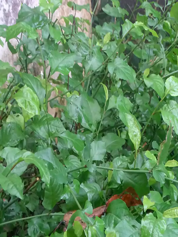 Plumbago indica