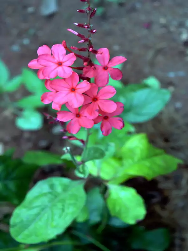 Plumbago indica