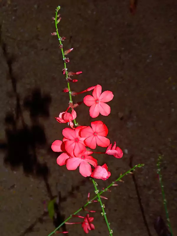 Plumbago indica