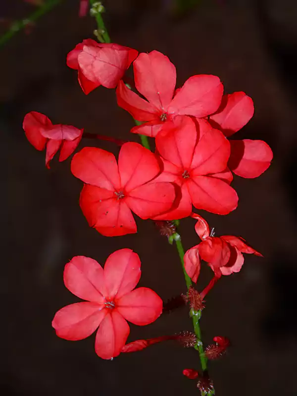 Plumbago indica