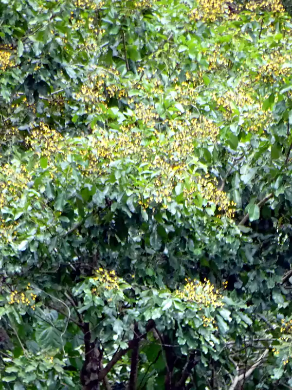 Pterocarpus marsupium