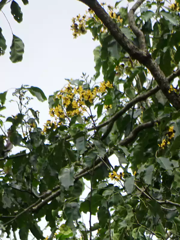 Pterocarpus marsupium