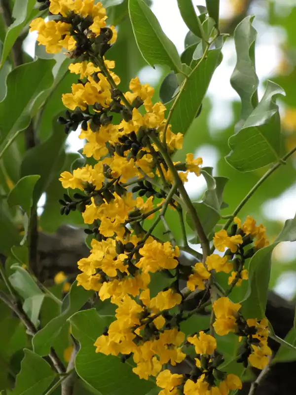 Pterocarpus marsupium