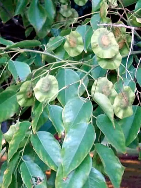 Pterocarpus marsupium