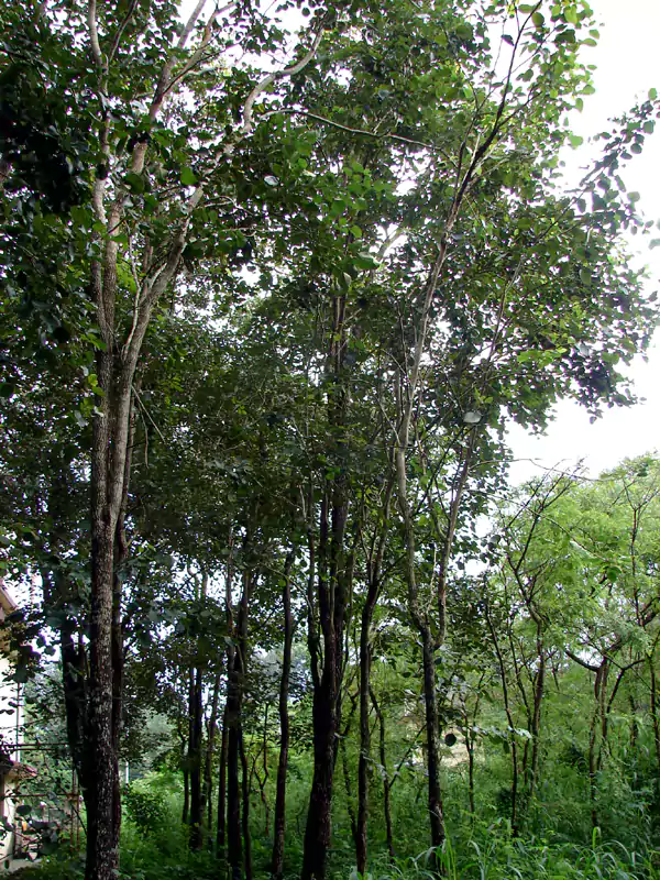 Pterocarpus santalinus