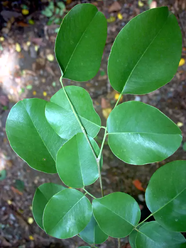 Pterocarpus santalinus