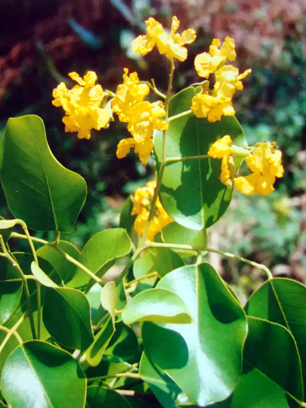 Pterocarpus santalinus