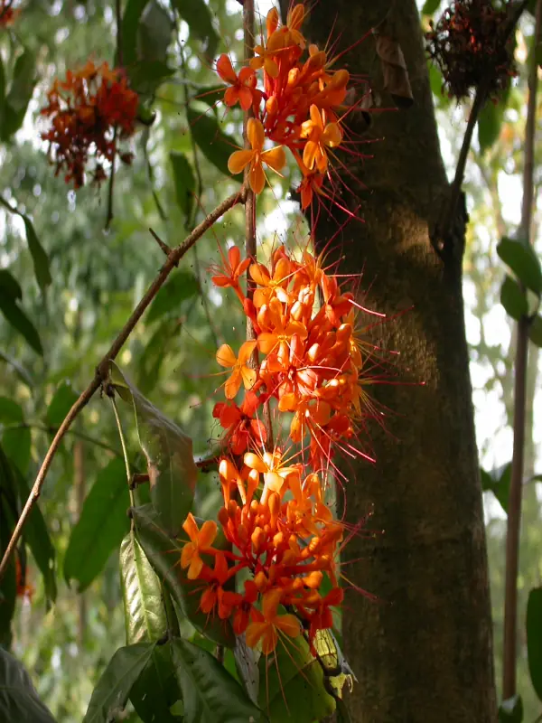 Saraca asoca