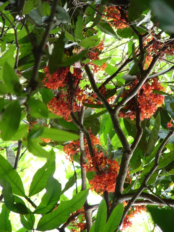 Saraca asoca