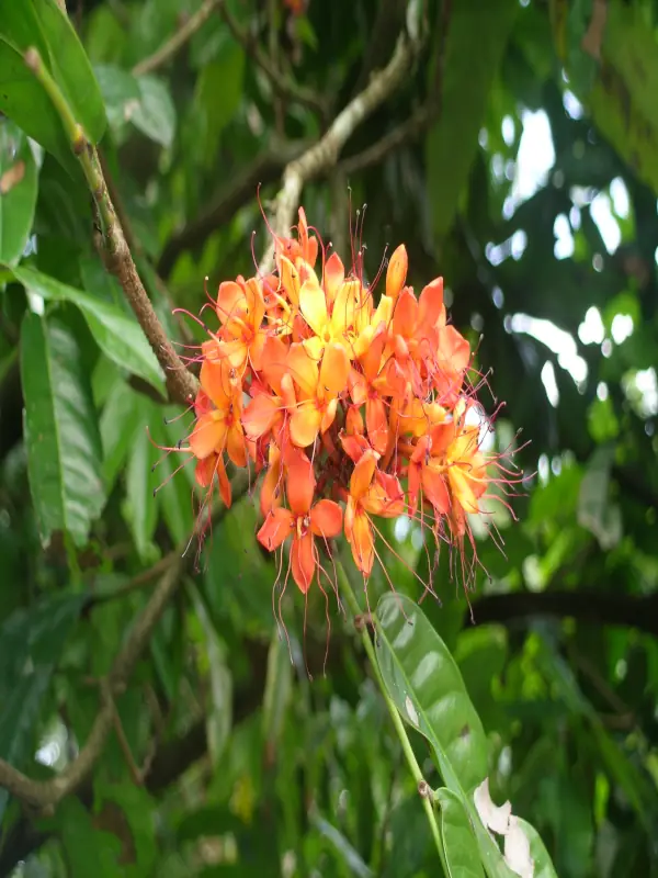 Saraca asoca