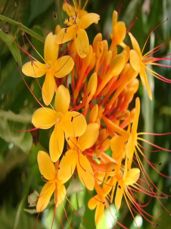 Saraca asoca