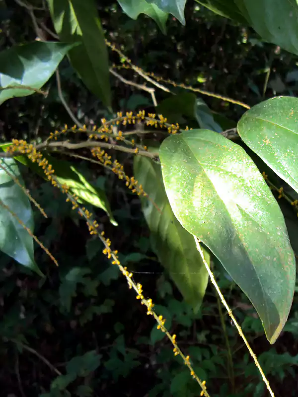 Sarcostigma kleinii