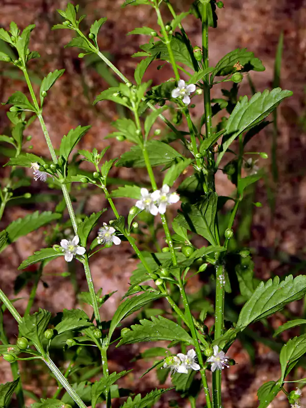 Scoparia dulcis