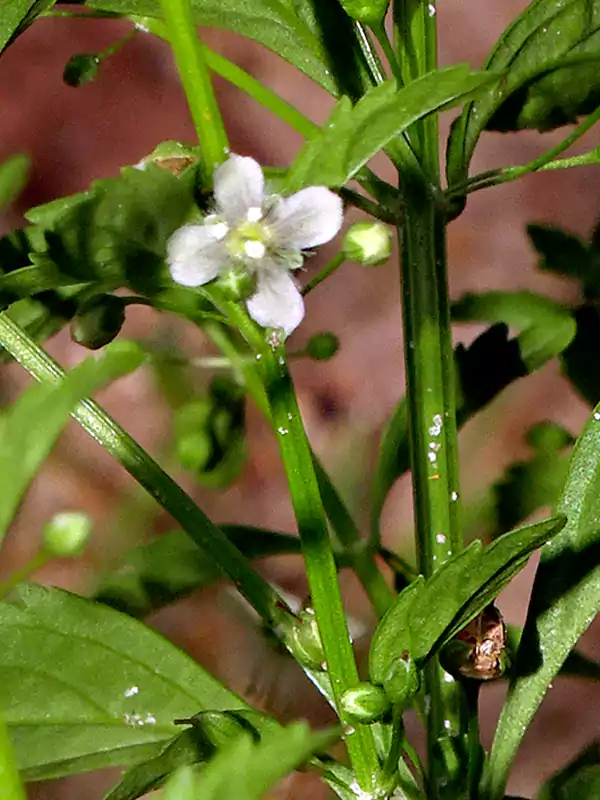 Scoparia dulcis