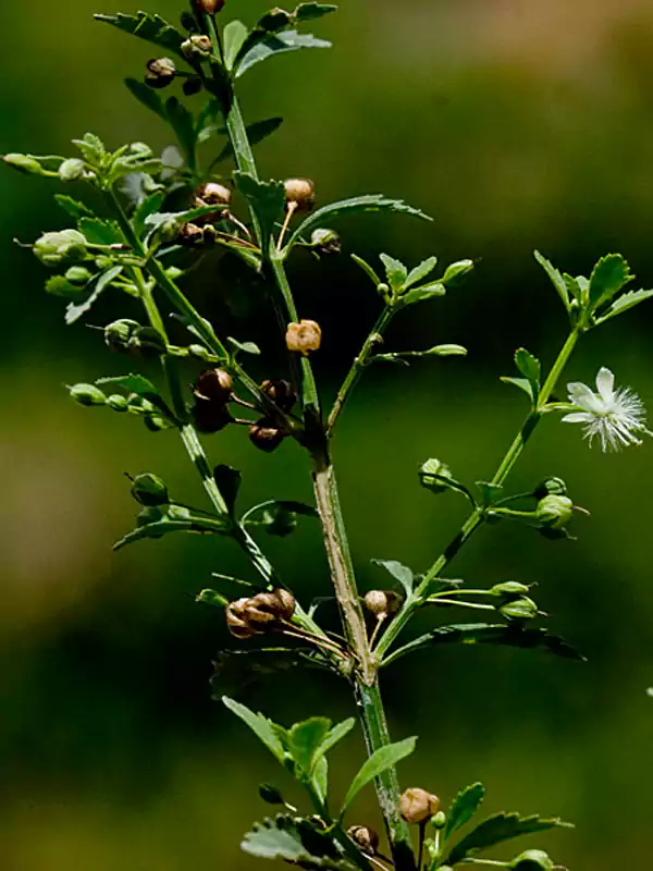 Scoparia dulcis