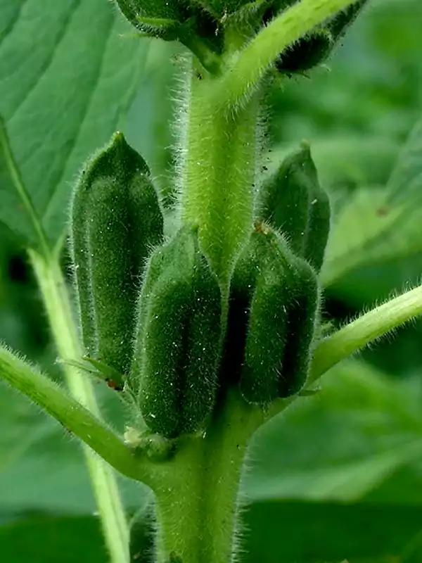 Sesamum indicum