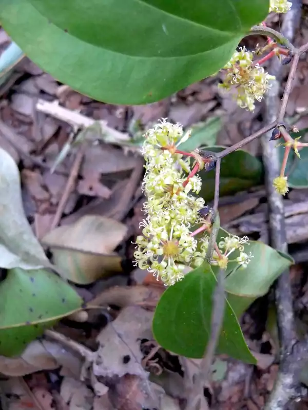 Smilax zeylanica